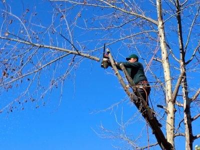 nightowl-tree-100589